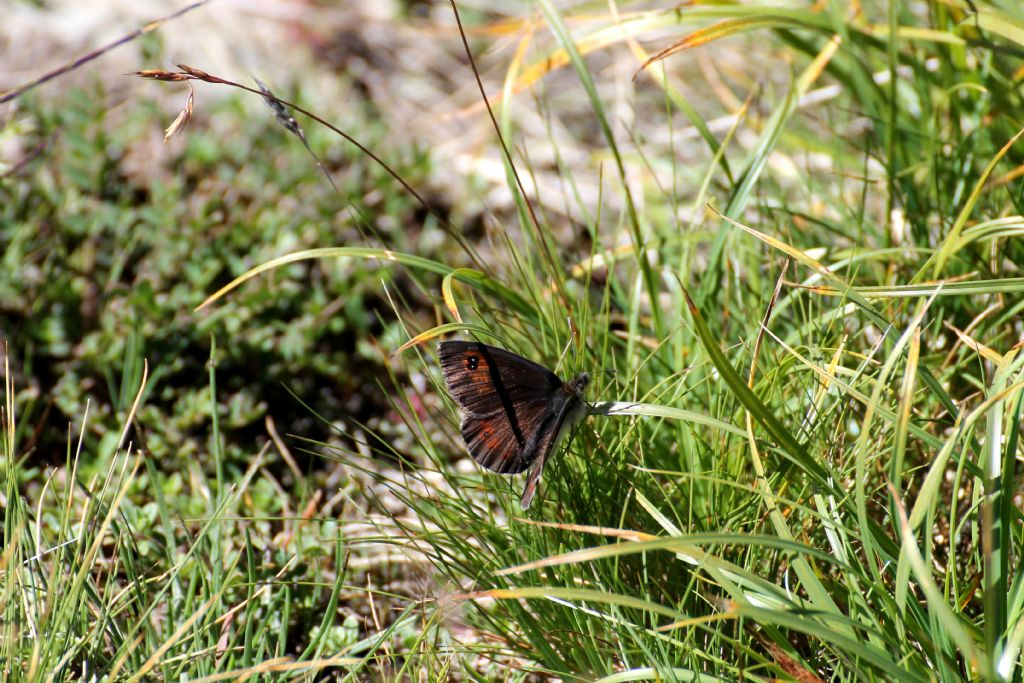 Erebia montana ed Erebia dromus/cassioides